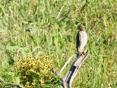 Cooper 's Hawk Bir Yaz Günü' nde Kahverengi Gözlü Susan Wildflower 'ın Dalına Tüymüş