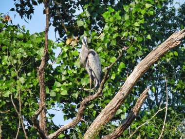 Yazın bir dalda tünemiş Büyük Mavi Balıkçıl
