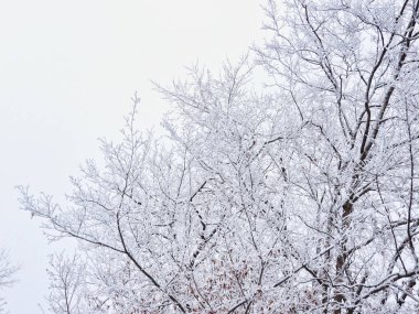 Ocak 'ta Kar Dalları Labirenti Kapladı