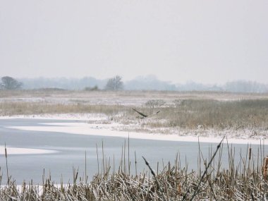 Kuzey Harrier Ocak ayında Çayırdaki Donmuş Göl 'ün Üzerinde Uçuyor