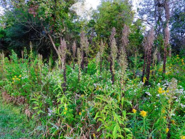 Çayır Çiçekleri Eylül Gününde Geç Sonbahara Büyür
