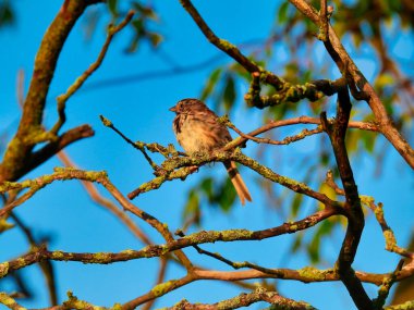 Song Sparrow Bir Yaz Günü Gündoğumunda Bir Dalda