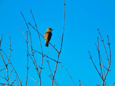 Doğu Phoebe Kuşu Bir Yaz Günü Dalında