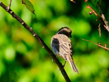 Bir Yaz Günü Ağaç Dalındaki Serçe Kuş