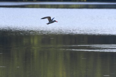 Ağızında balıkla Caspian Tern Kuşu Bir Yaz Günü Gölünün Üzerinde Uçar