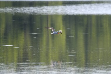 Ağızında balıkla Caspian Tern Kuşu Bir Yaz Günü Gölünün Üzerinde Uçar