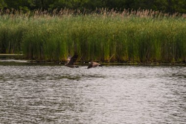 Arka planda kuyruklu Kanada Kazları Bataklığın Üzerinde Uçuyor