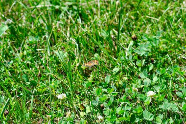 İnci Hilal Kelebeği Bir Yaz Günü Çayırda