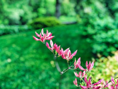 Pembe Manolyanın Kapanışı Bir Yaz Gününde Çiçek Açar