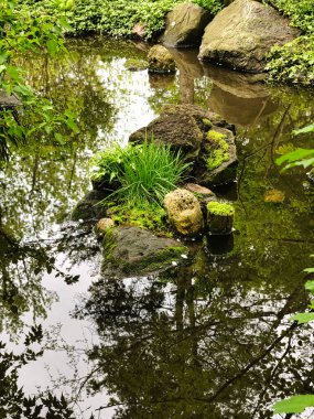 Bir yaz günü Yosun ve Flora ile kaplı Kayalıklı Sakin Gölet