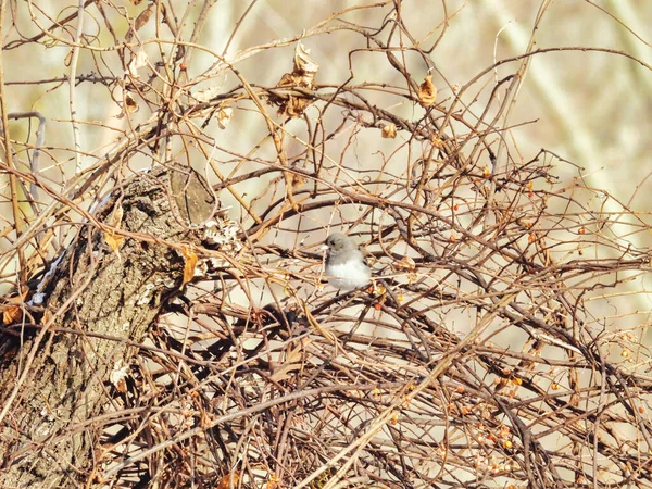 Pájaro Junco Ojos Oscuros Laberinto Ramas Invierno Enero —  Fotos de Stock