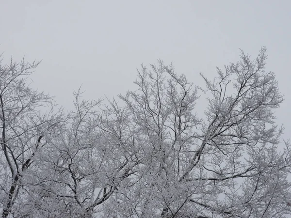 Neve Coberto Árvores Janeiro — Fotografia de Stock