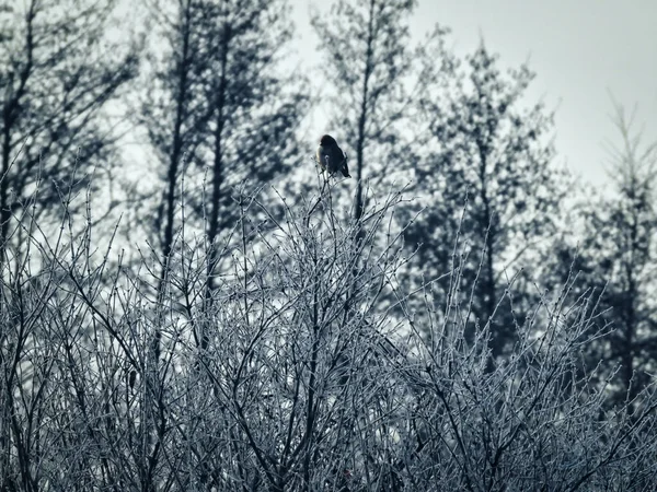Sombra Pássaro Topo Filiais Congeladas Dezembro — Fotografia de Stock