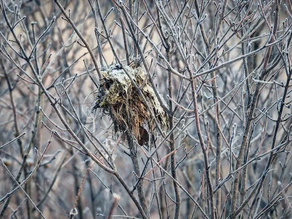 Donmuş Kuş Yuvası Kışın Geride Bırakıldı — Stok fotoğraf