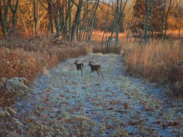 Zwei Hirsche Tauchen Frühen Winter Aus Hohen Präriepflanzen Und Gras — Stockfoto