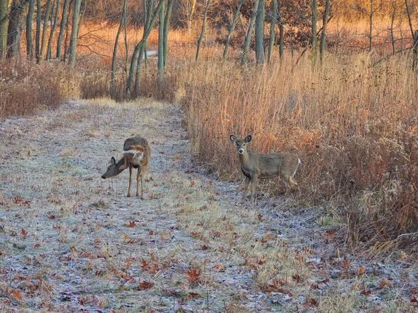 トールプレーリーの植物と草から初冬に開かれた土地への2人の鹿のエマージャー — ストック写真