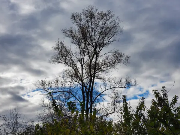 Hintergrundbeleuchtung Der Nähe Eines Blattlosen Baumes Mit Wolkenverhangenem Himmel Einem — Stockfoto