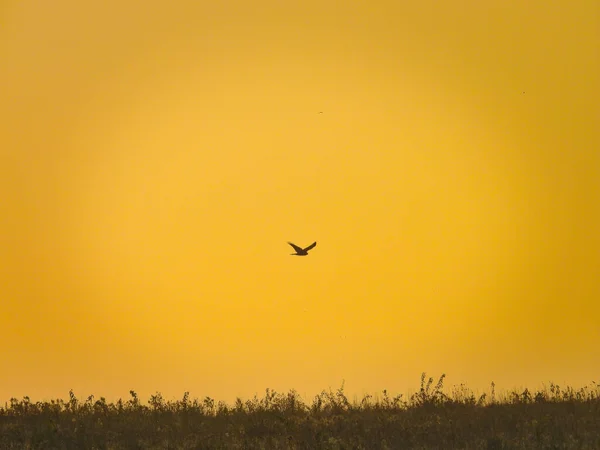 在草原上的日出时分 鹰在黄色的天空中飞翔 — 图库照片