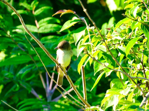 Pájaro Phoebe Oriental Una Rama Día Verano — Foto de Stock