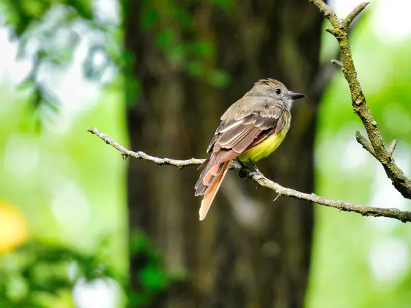 Great Crested Flycatcher Bird Perched Branch Summer Day — Stock Photo, Image
