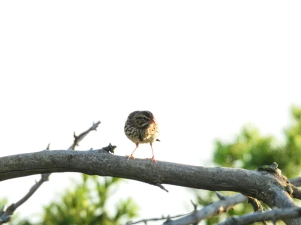 Pássaro Pardal Canção Empoleirado Ramo Dia Verão — Fotografia de Stock