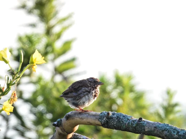 Pájaro Gorrión Canción Encaramado Una Rama Día Verano —  Fotos de Stock