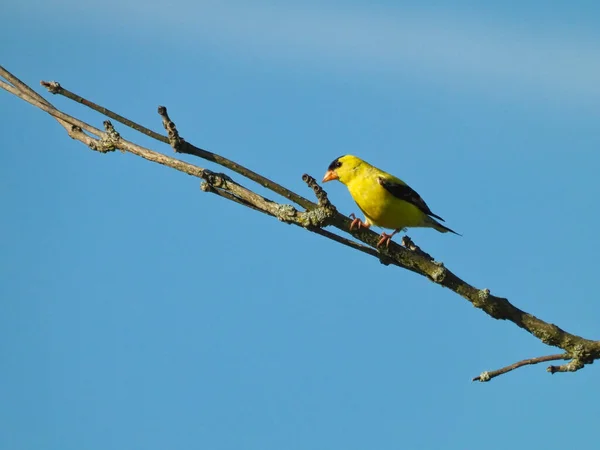 Amerikai Goldfinch Bird Ült Egy Kék Háttérben — Stock Fotó