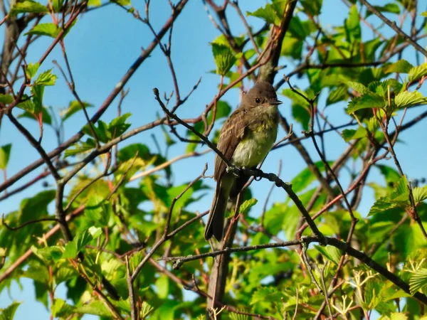 Willow Flycatcher Bird Ült Egy Fán Egy Nyári Napon — Stock Fotó