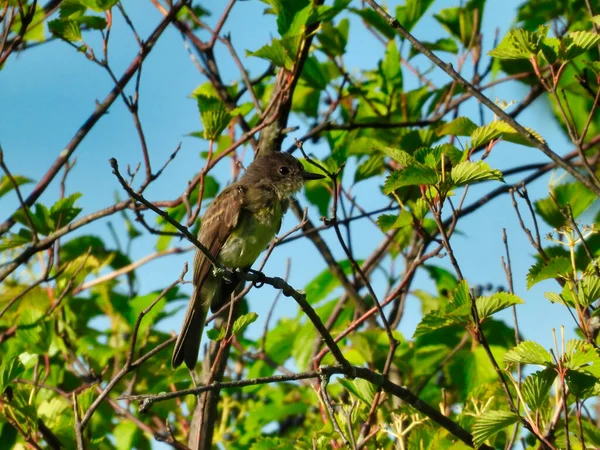 Weidenschnäpper Vogel Hockt Einem Sommertag Einem Baum — Stockfoto