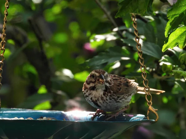 Song Sparrow Bird Eating Bird Seed from a Bird Feeder in a Tree