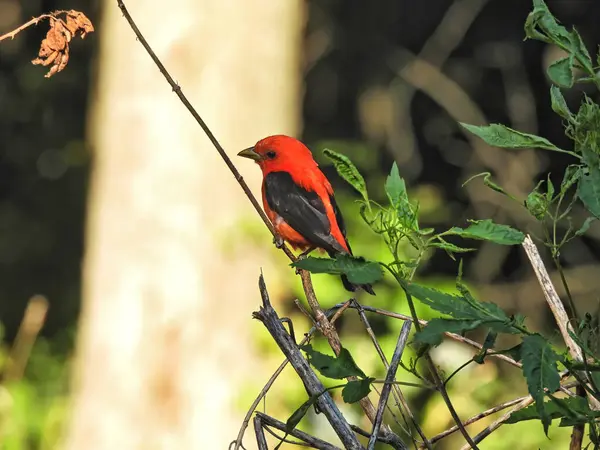 Scarlet Tanager Bird Tree Branch Summer Sun — Stock Photo, Image