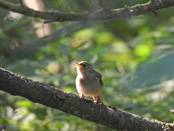 House Wren Bird Calling Out Sementara Bertengger Pohon Hutan — Stok Foto