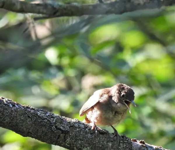 House Wren Bird Gritando Mientras Está Encaramado Árbol Bosque — Foto de Stock