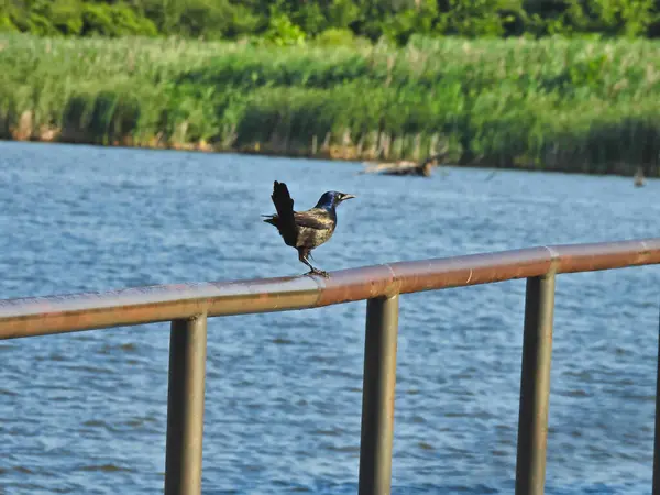 Grackle Bird Est Assis Sur Rail Métallique Avec Lac Arrière — Photo