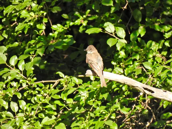 Східний Птах Фібі Дереві Зеленим Листям Фоні — стокове фото