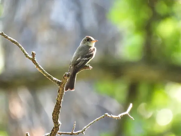 Oriental Wood Pewee Masculino Pássaro Olha Para Lado Empoleirado Ramo — Fotografia de Stock