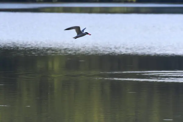 Pájaro Del Caspio Tern Con Pez Boca Vuela Sobre Lago — Foto de Stock