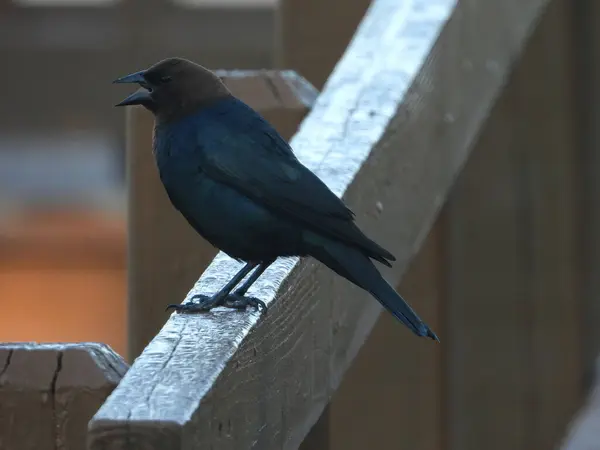 Brown Headed Cowbird Perched Railing Summer Day — Stock Photo, Image