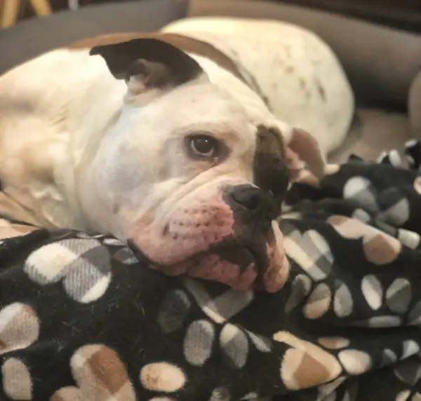 Bulldog with Eye Patch Resting in a Dog Bed with A Blanket Featuring a Paw Prints