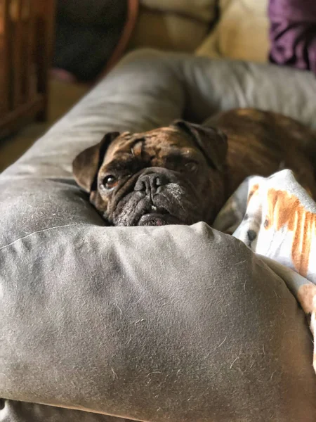 Bulldog Resting in a Dog Bed with A Blanket Featuring a Bulldog Potrait