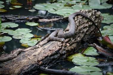 Bir yaz günü, Lily Pad 'in içinde güneşlenen yaygın su yılanı.