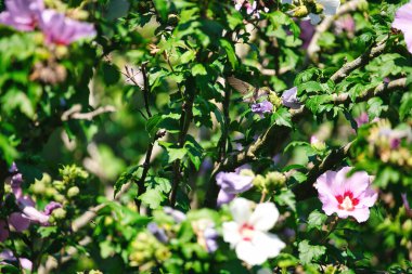 Ruby-Throated Female Sinekkuşunun Kapanışı Sharon Hibiscus Çiçek Ağacı 'nın gülüne tünemiş Yaz Günü