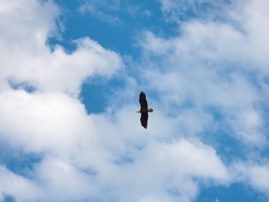 Kel Kartal Raptor Uçuyor