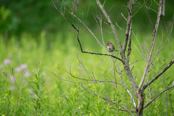 Sång Sparv Fågel Uppflugen Ett Träd Med Insekt Munnen Sommardag — Stockfoto