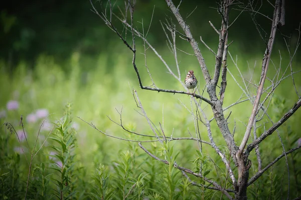 Song Sparrow Bird Ült Egy Fán Egy Rovarral Szájában Egy — Stock Fotó
