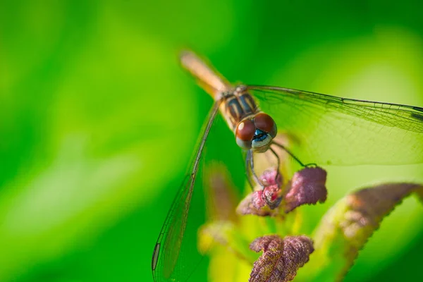Dragonfly Närbild Makro Uppflugen Löv Sommarsolen — Stockfoto
