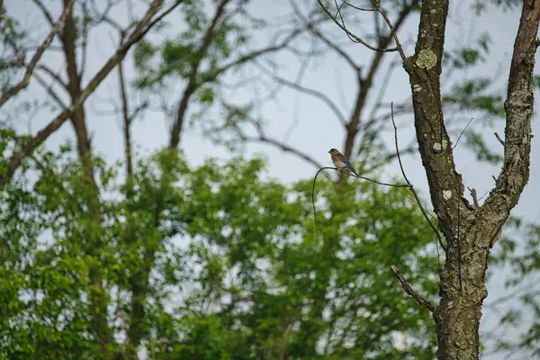Juvenilní Východní Bluebird Větvi Stromu Létě — Stock fotografie