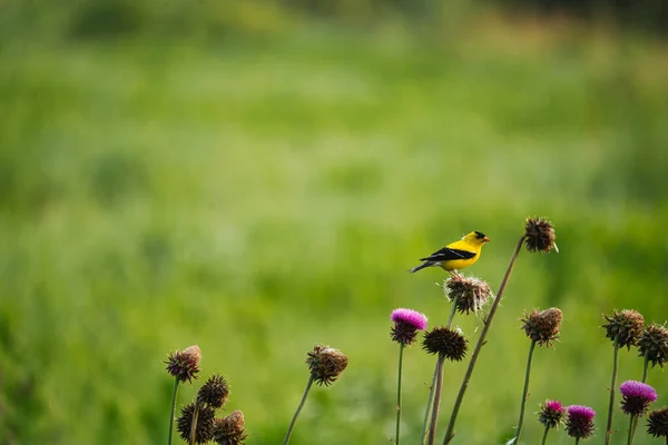 아메리칸 골드핀치 여름날 프레리에 엉겅퀴의 씨앗을 로열티 프리 스톡 사진