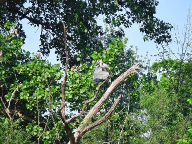 Mavi Balıkçıl Kuş Yaz Güneşi 'nde Ağaç Dalında