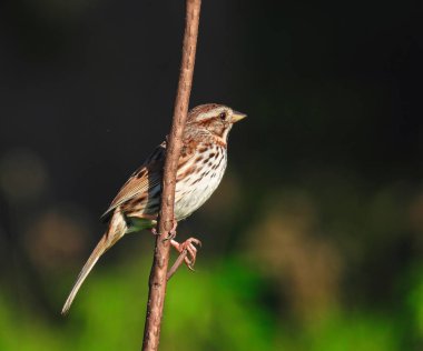 Yaz Güneşi 'nde ince bir dalda dengelenen yavru kırlangıç kuşu.
